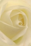 This immersive image places you at the very heart of a luxurious cream-white rose, its velvety petals unfurling in gentle spirals that seem to cradle the softness of Hackney Marshes at dawn. Each delicate layer, kissed with a touch of ivory and pale yellow, glistens as if freshly touched by dew from the nearby wetland grasses. There is a luminous peace in the composition, with subtle shadows nestled between the curves, imbuing the flower with a sense of shielded intimacy and quiet strength. The atmosphere exudes comfort-the kind you find in a warm café near Hackney Wick after a river walk, or in the quiet presence of a friend during moments of reflection. As a local florist looking out across the marshes, I know this rose as the purest gesture for marking new beginnings, paying tribute in times of sympathy, or expressing deep admiration. The faint, sweet aroma hovers above the petals, a whisper carried through the breeze from surrounding green spaces. You can almost sense the calm artistry that has guided each bloom into place-a heartfelt expression of Hackney's unique blend of urban and wild, tradition and renewal.